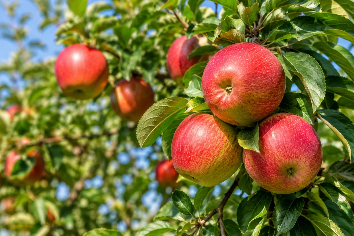 Cluster of red apples hanging from a healthy apple tree branch in sunlight, highlighting fresh homegrown fruit for productive backyard orchards.