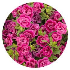 Photo of Superbells® Double Midnight Magenta Calibrachoa