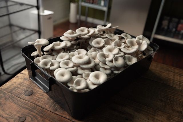 A black container filled with fresh, white mushrooms on a wooden surface.