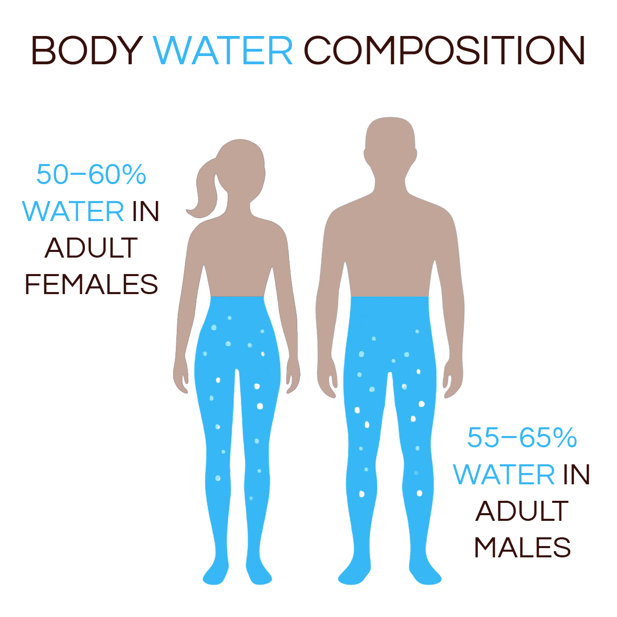 Illustration of body water composition in adult females and males.