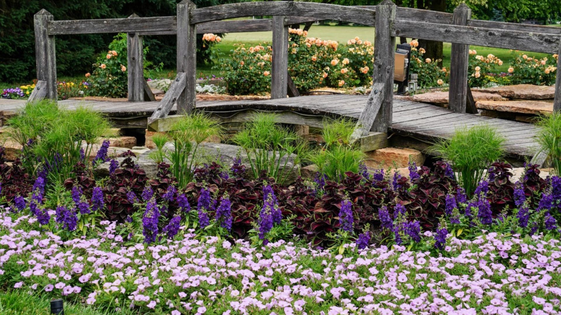 Proven Winners display garden full of Angelface Blue, Coleus ColorBlaze Torchlight, Supertunia Cool Jazz