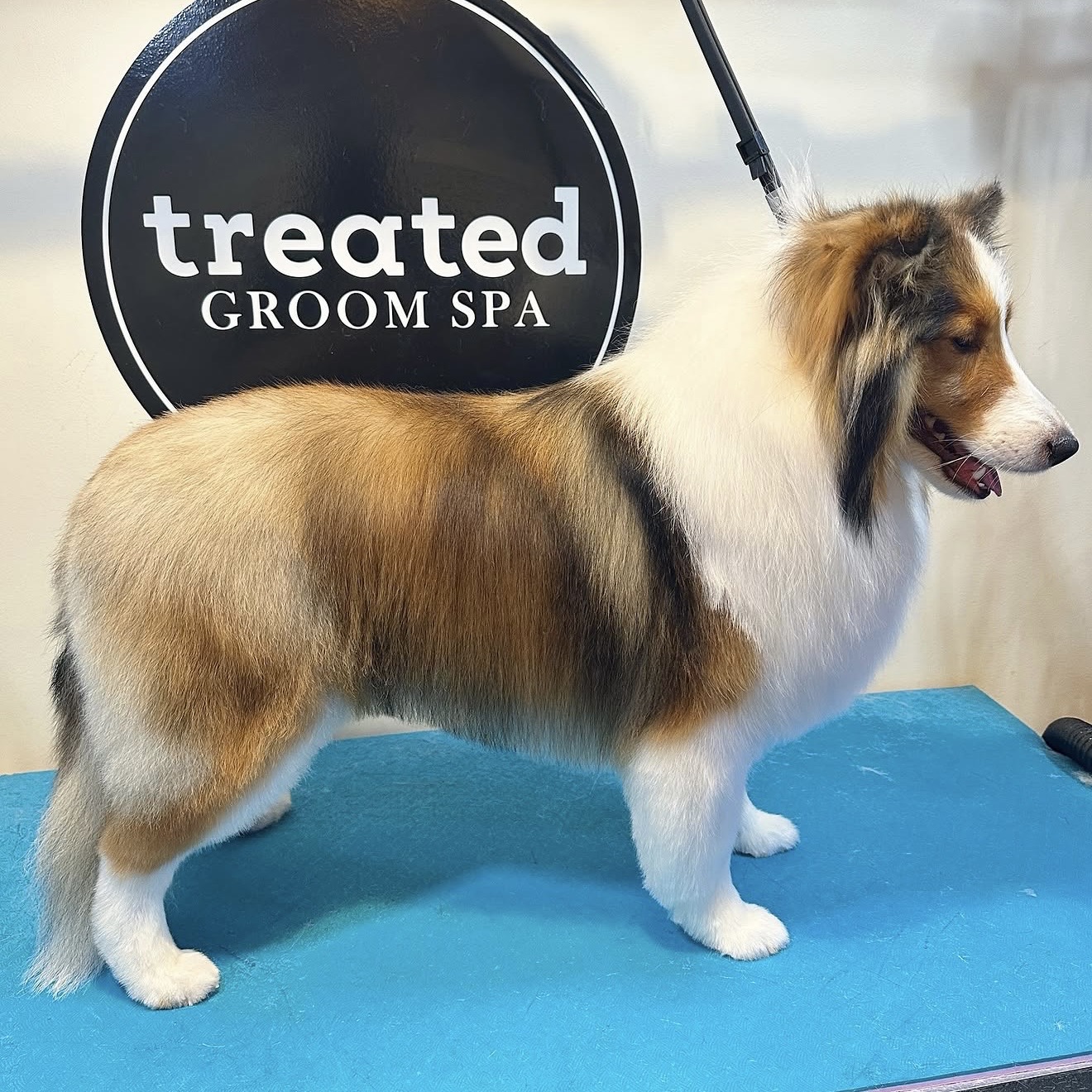 Long-coated dog with a neatly groomed sable and white coat
