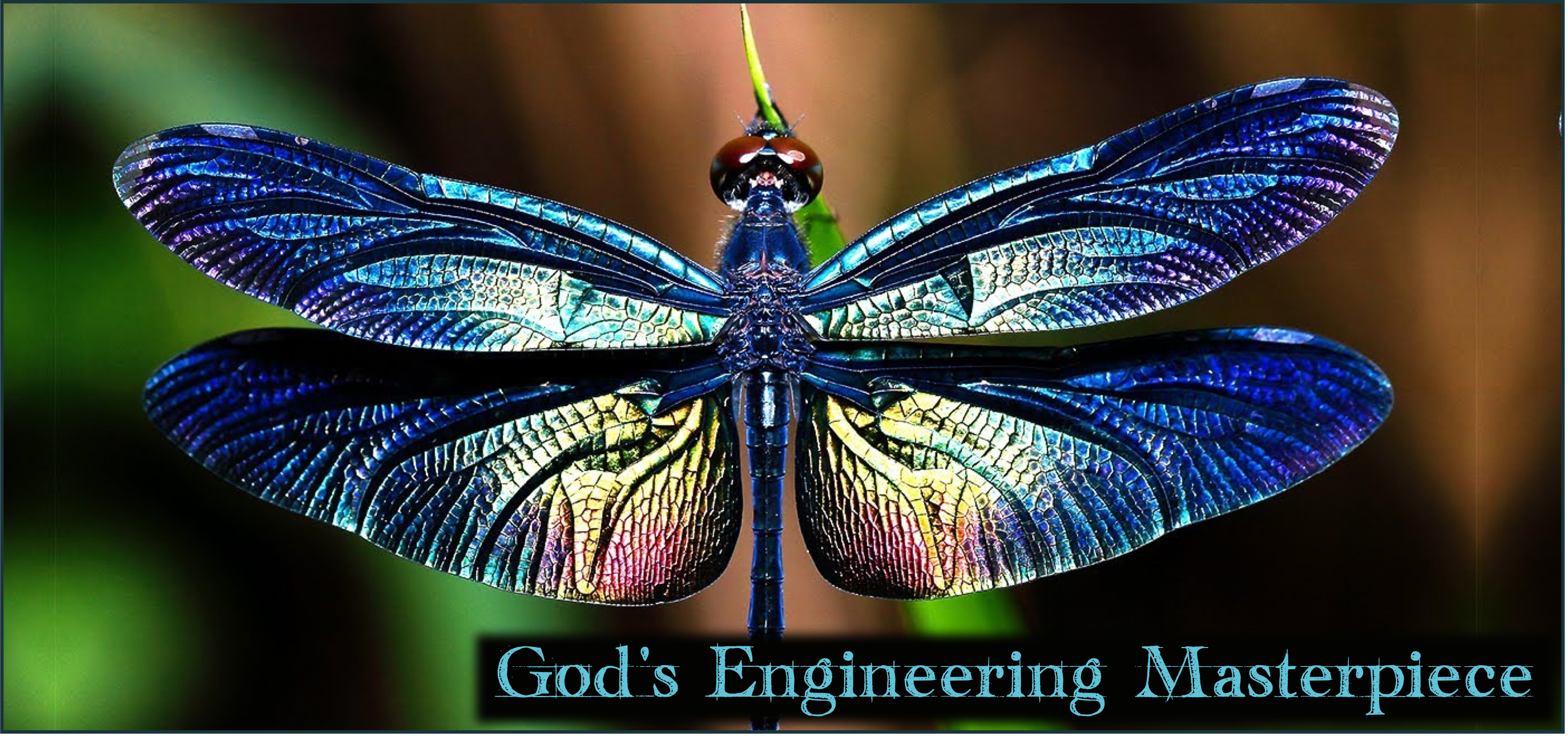 Colorful dragonfly with intricate wings, captioned 