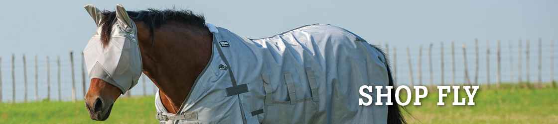 A horse wearing a fly sheet in a grassy field.