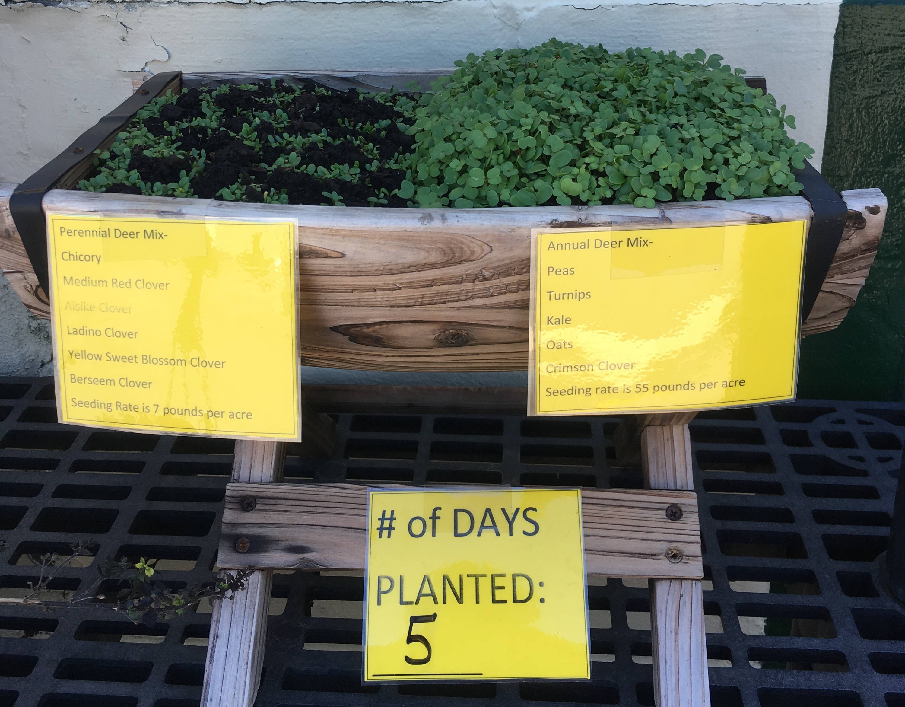 Deer plot trial day 5 shows 2 inch high annual growth and spotty germination of the perennial deer plot seed