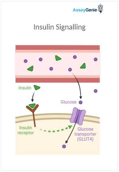 Insulin signaling pathway