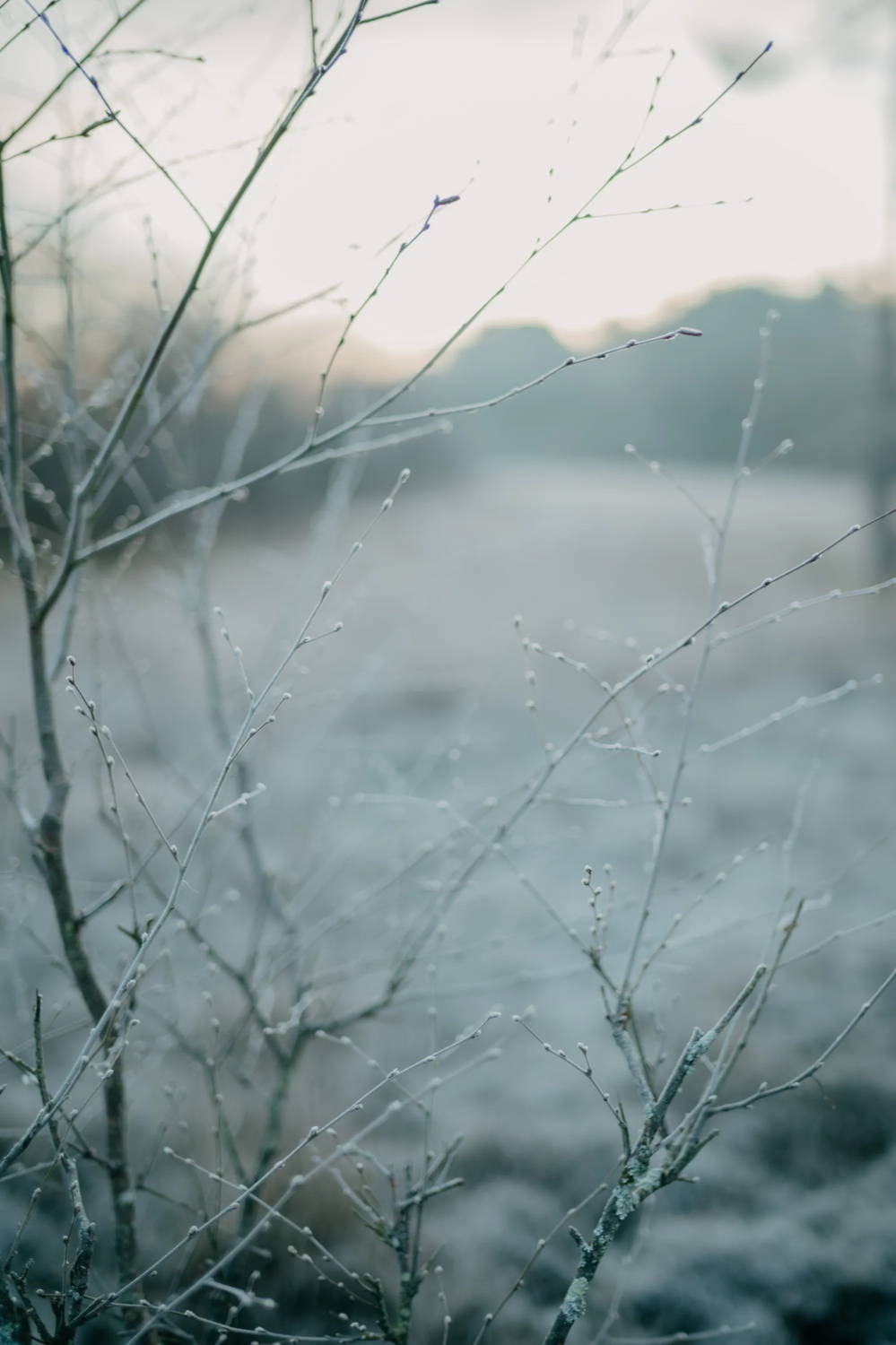Closeup of frozen branches amidst a cold winter field