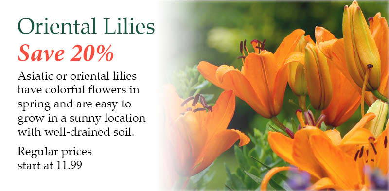 Oriental Lilies – Save 20%! Asiatic or oriental lilies have colorful flowers in spring and are easy to grow in a sunny location with well-drained soil. | Regular prices start at $11.99