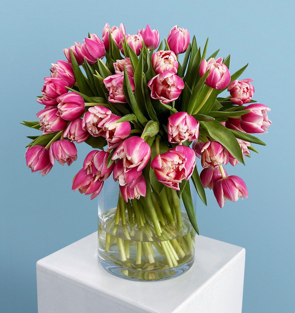 Doppelte Tulpen Columbus in Vase