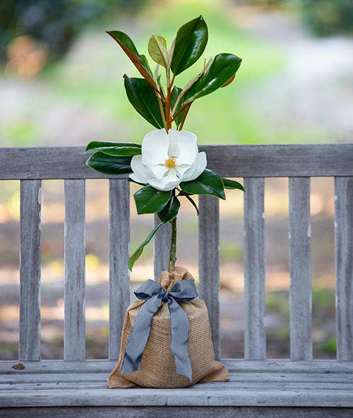 Picture of a Magnolia Gift Tree on an outdoor bench in a garden.