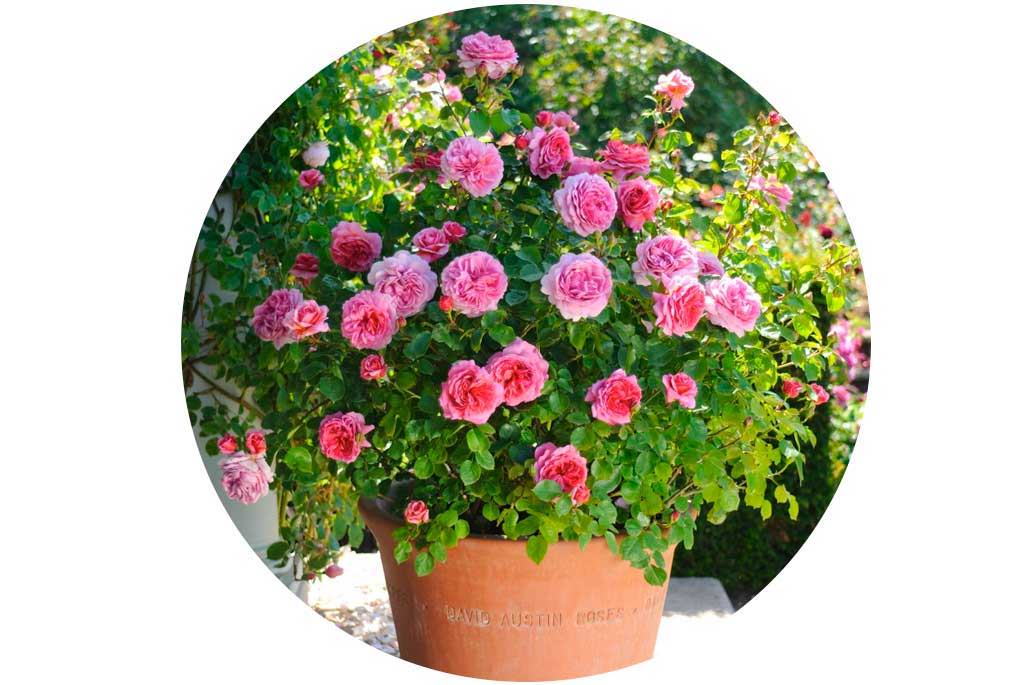 Growing Roses In Pots Plantingtree Com,Gaillardia