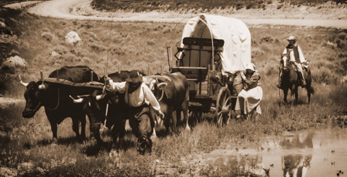 Mules, Horses or Oxen - Learn what Pioneers used to pull covered wagons