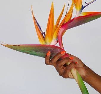 olena toxin free nail polish on hand holding bird of paradise