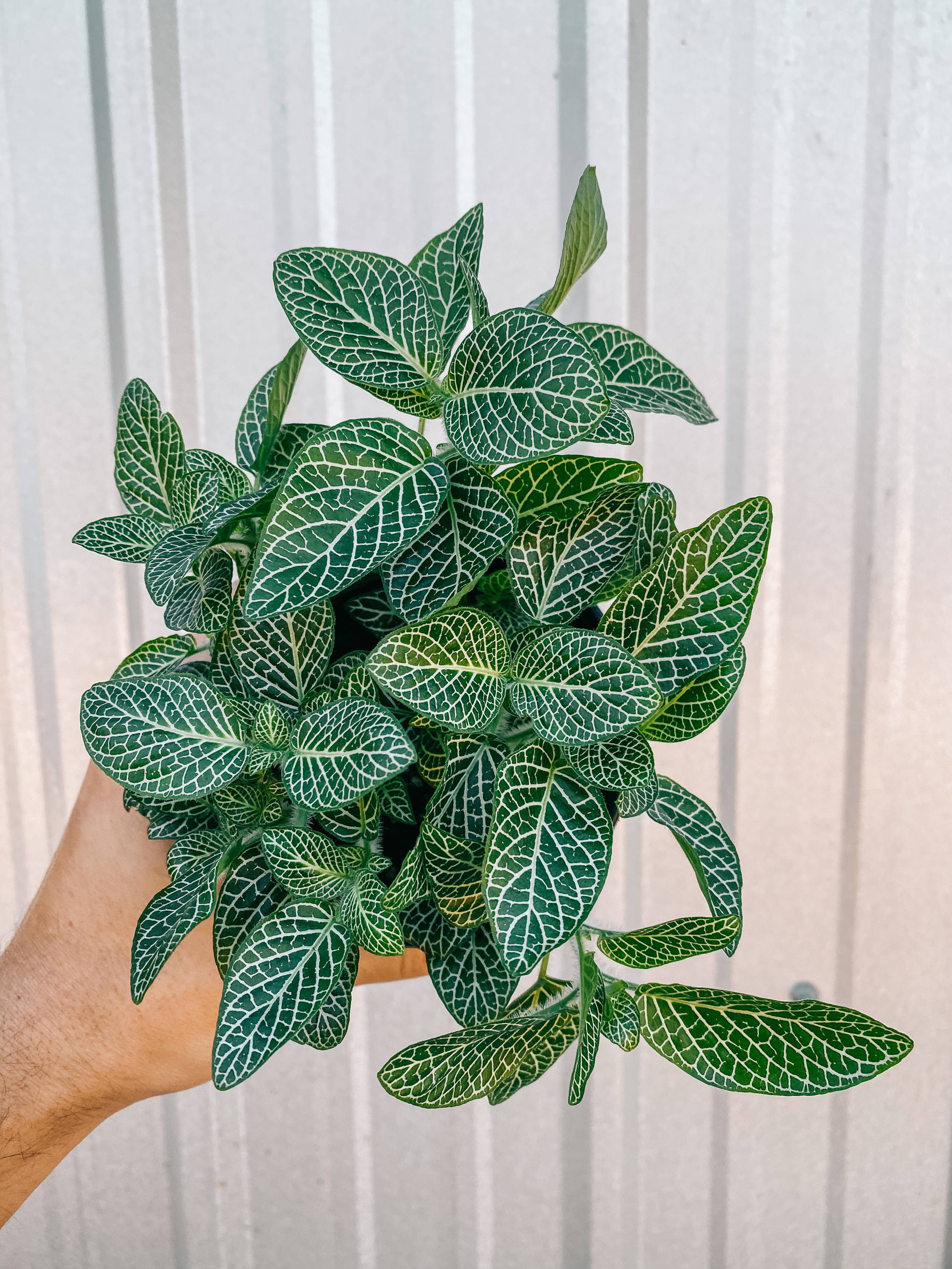 fittonia 'nerve plant'