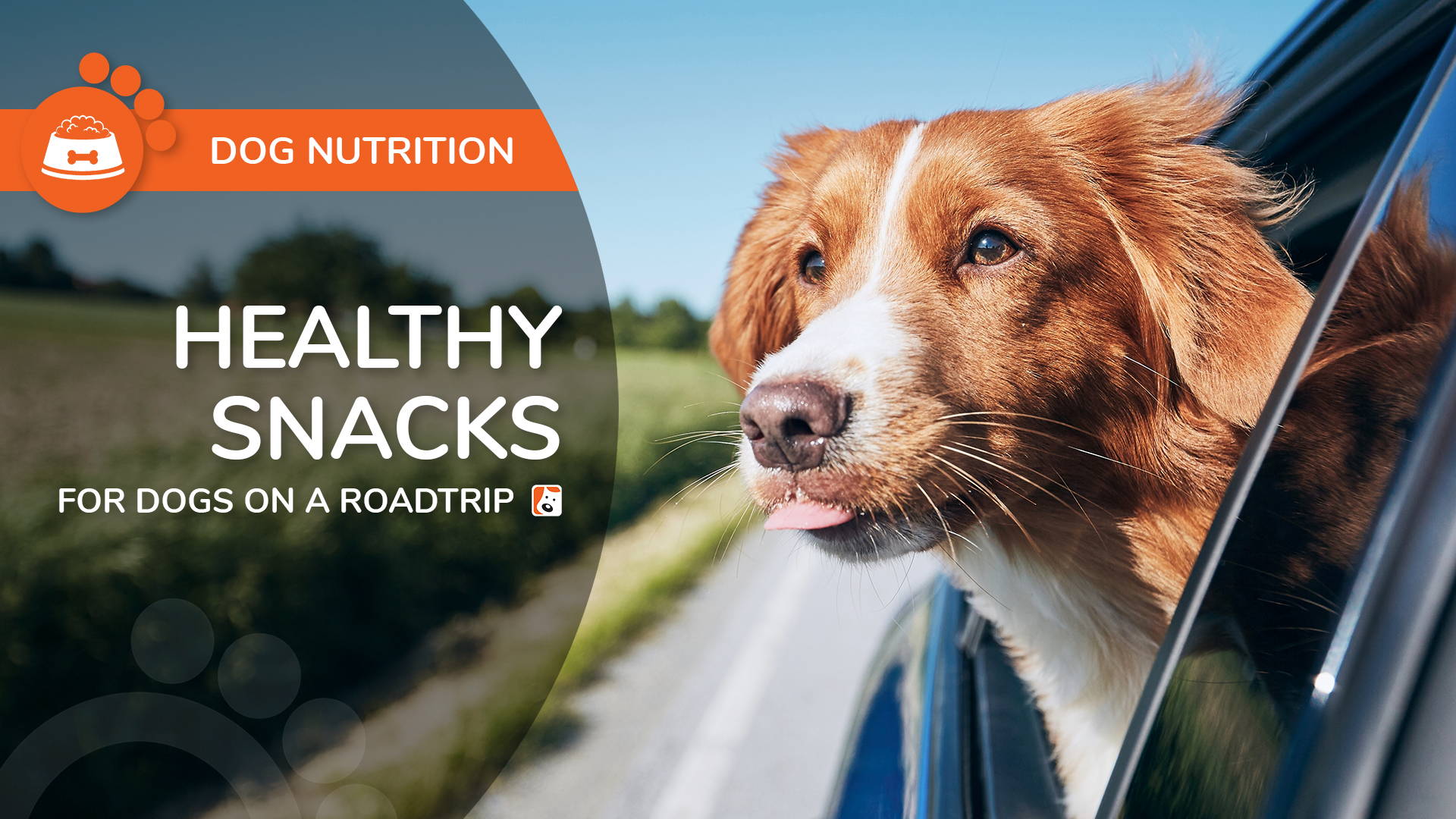 Healthy Snacks for Dogs on a Road Trip