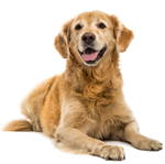 Grain Free Dry Dog Food
