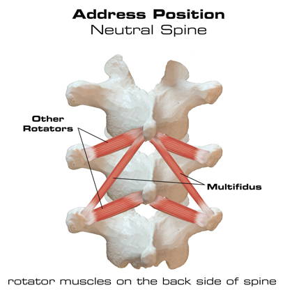spine rotator muscles neutral spine