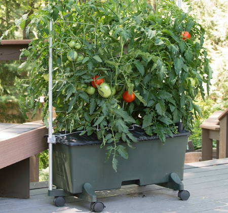 Tomatoes growing in a green gardening container supported by a staking system