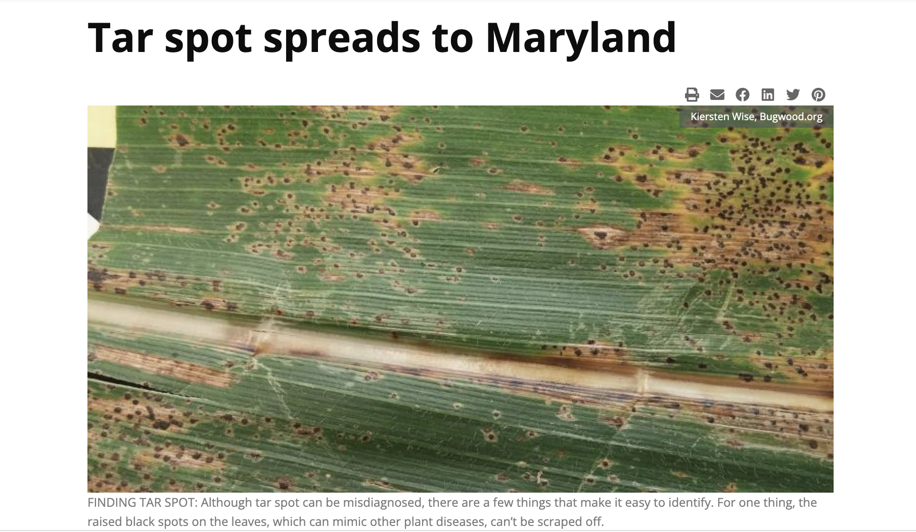 tar spot disease on corn plant leaf