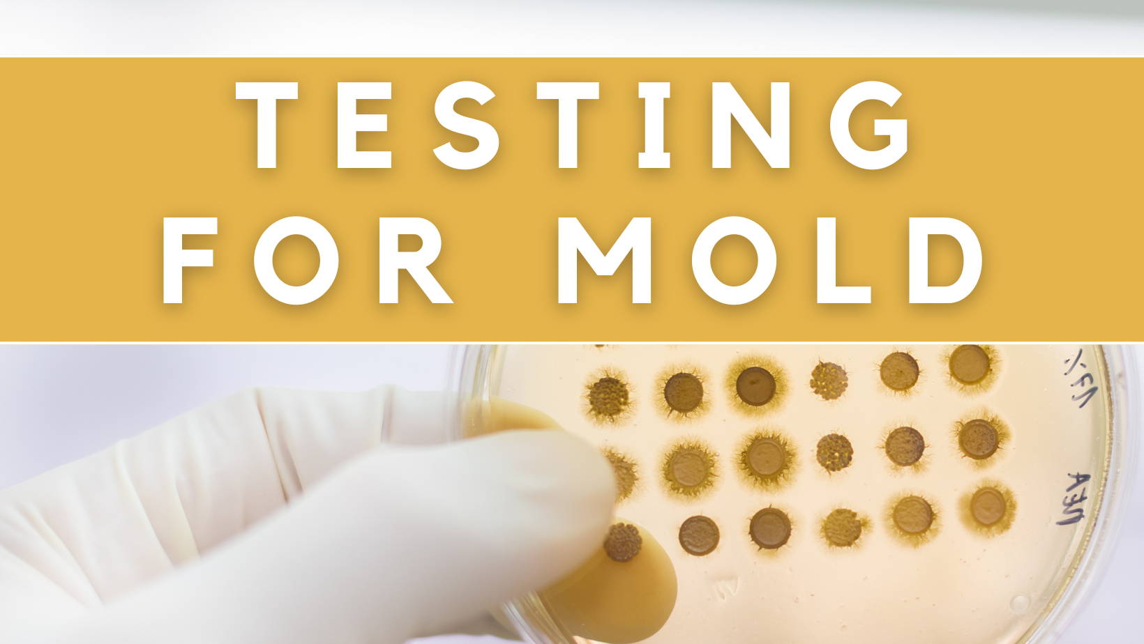 Testing For Mold