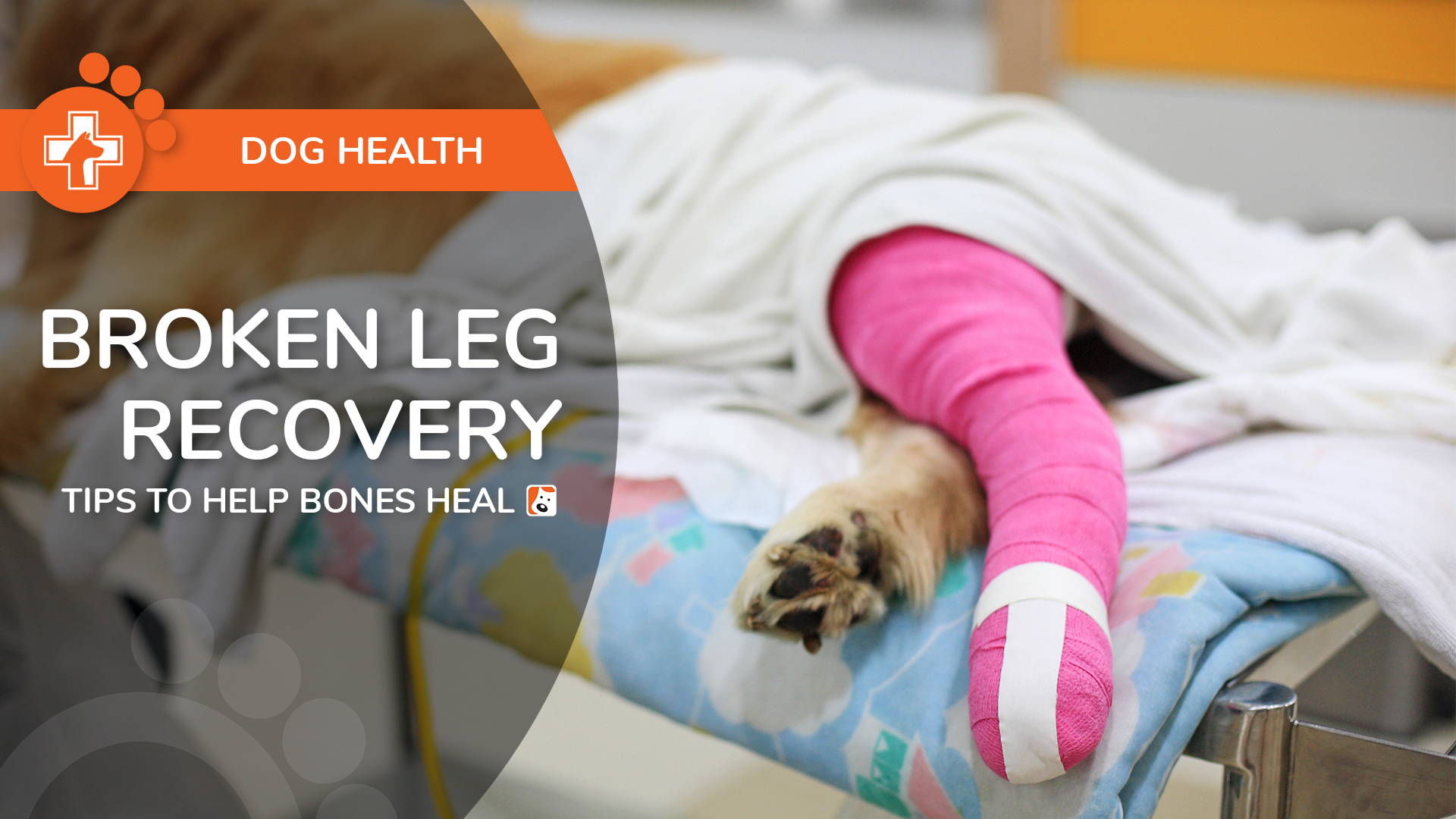 Broken Dog Leg Recovery – Tips to Help Dog Bones Heal Properly