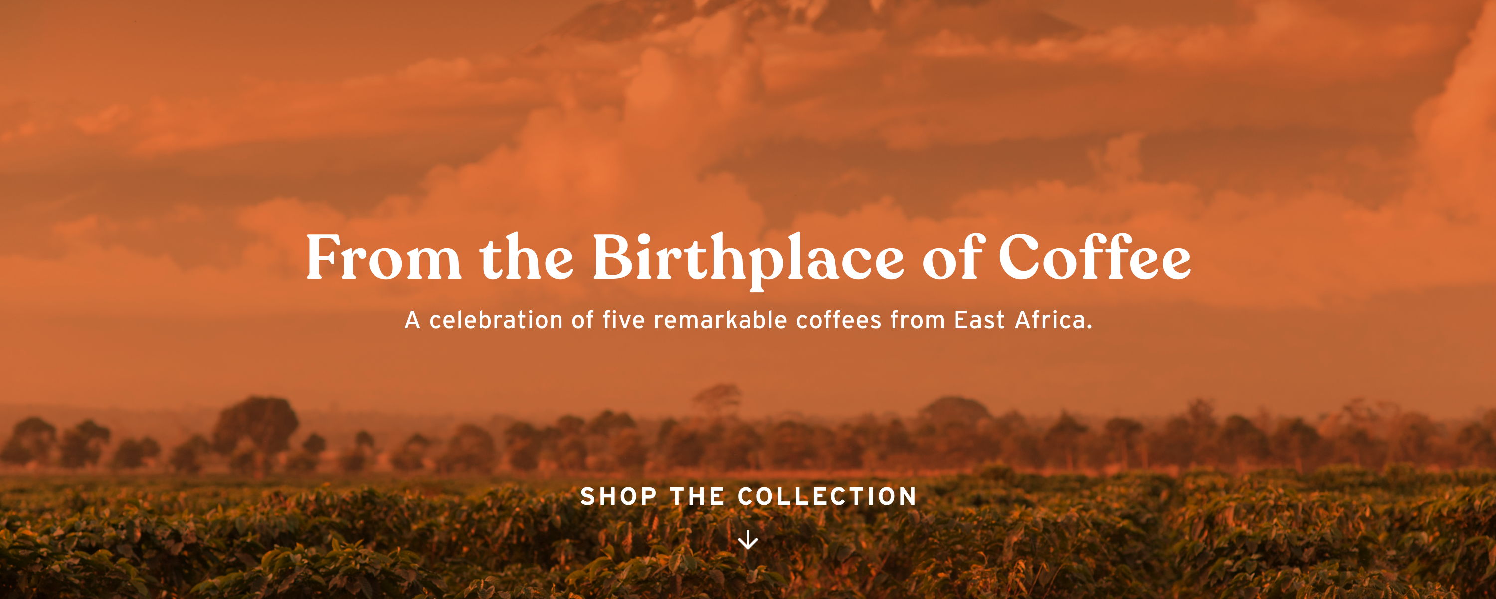 49th Parallel Coffee | East African Coffees