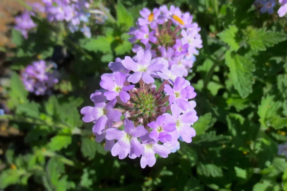 Goodding's Verbena (Glandularia gooddingii) featuring clusters of soft purple flowers that attract pollinators and provide vibrant color in desert-friendly gardens.