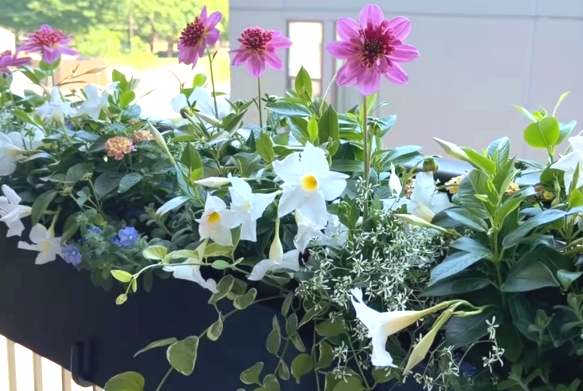 Colorful flowers and greenery in a balcony planter.