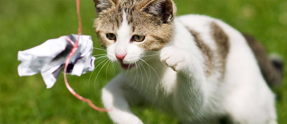 A cat pouncing towards a ball on a string 