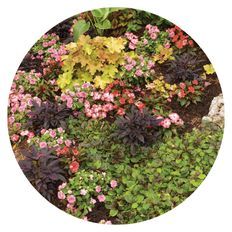 Garden photo of Dolce® Apple Twist, ColorBlaze® Sedona Sunset®, Double Up™ Pink, Sweet Caroline Upside™ Black Coffee