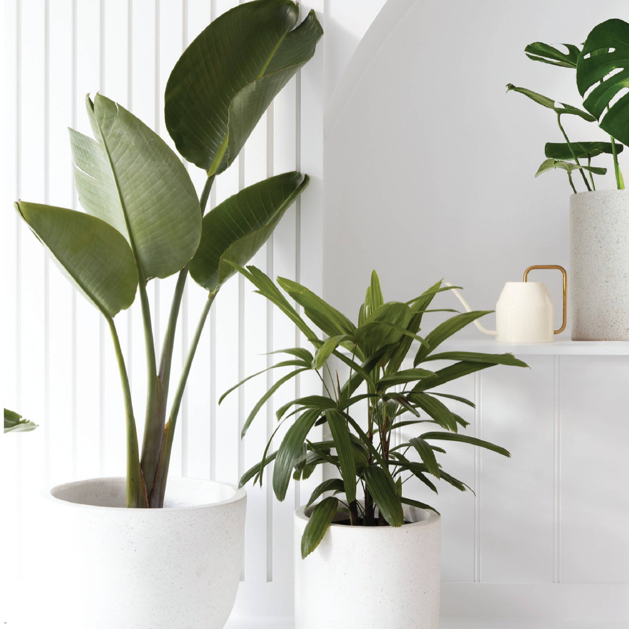 Living Room Plant Collection from The Good Plant Co