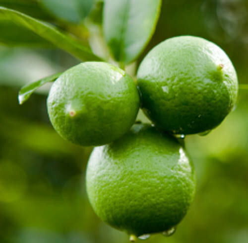 Three green limes hanging on a branch with water droplets.