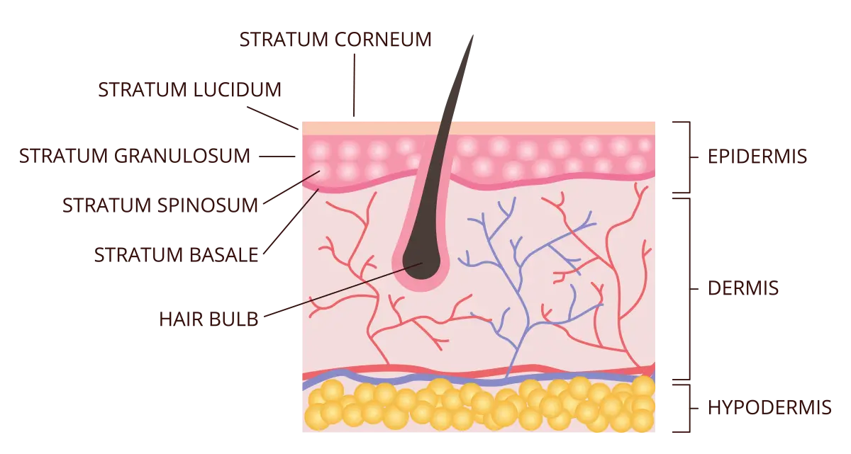 Illustration of skin layers and structures, including hair follicle and blood vessels.
