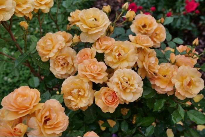 Photo of Reminiscent® Ginger Rose
