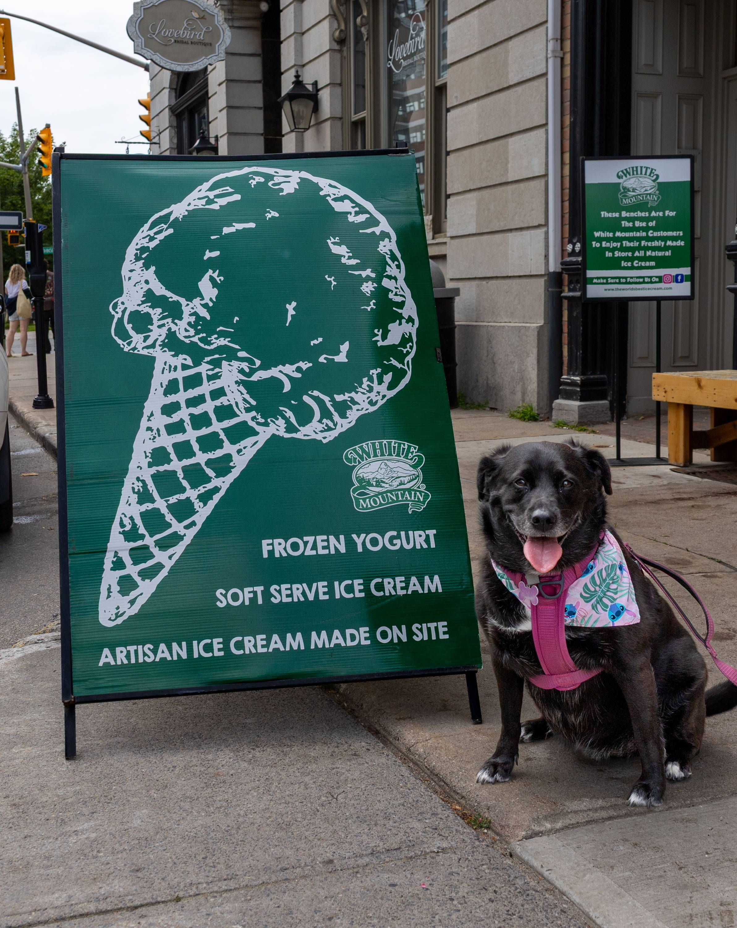 Dog sitting next to a sign for frozen yogurt and ice cream.