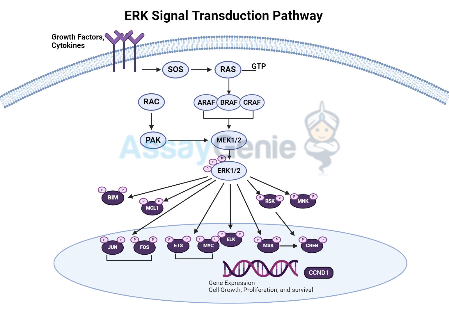 ERK Signal Transduction Pathway