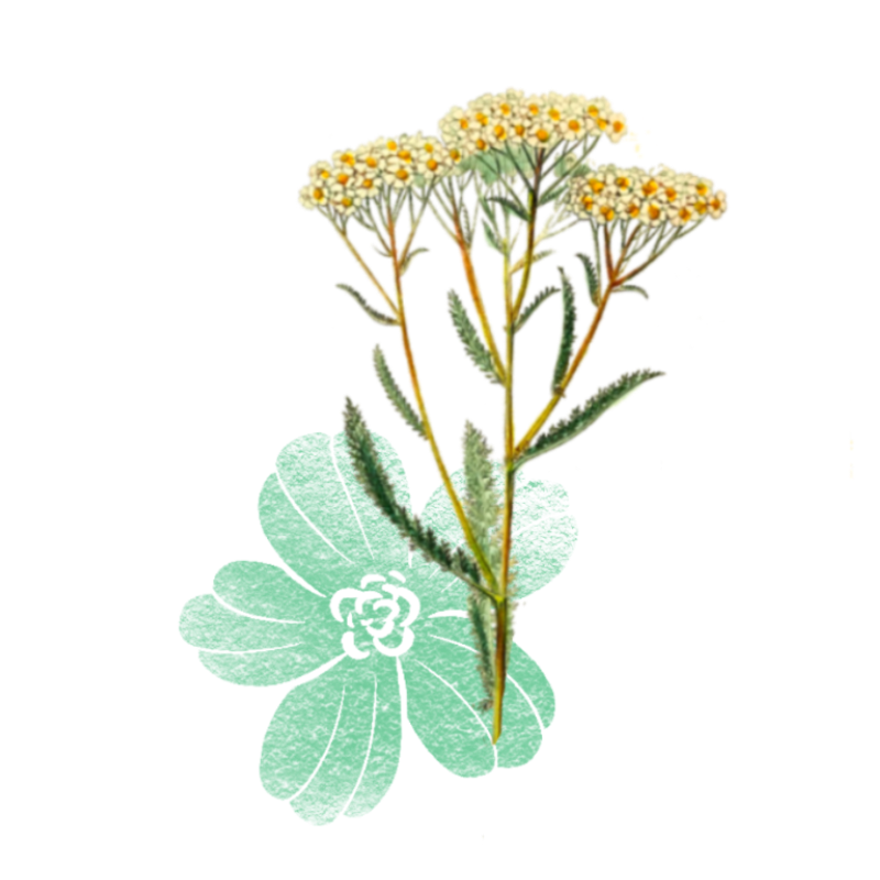 Yarrow Flowers: The ancient herb of healing, protection, and power - discover the bountiful immune-boosting properties of yarrow flowers.