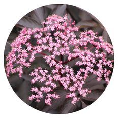 Photo of Pink Pony™ Elderberry