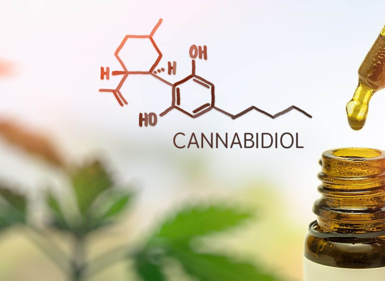 CBN bottle-CBD Gummies Effects: What Do Edibles Do for the Body?