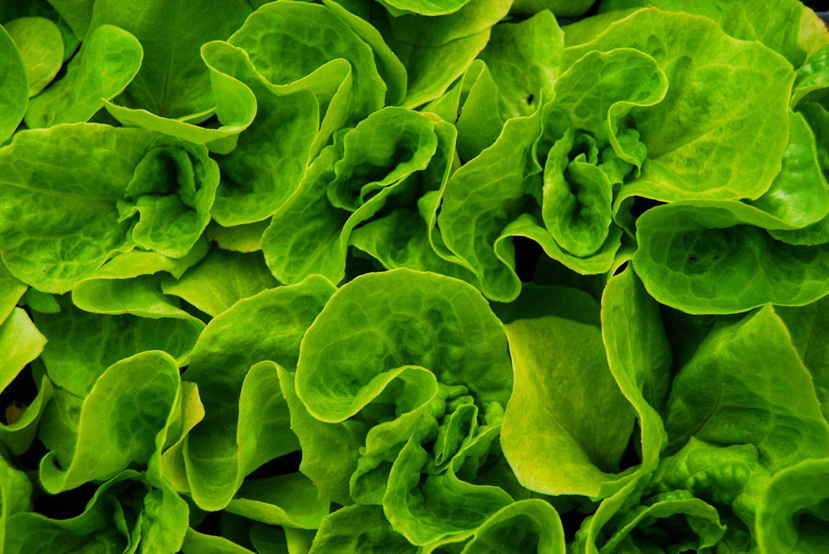 Close up of bunches of lettuce