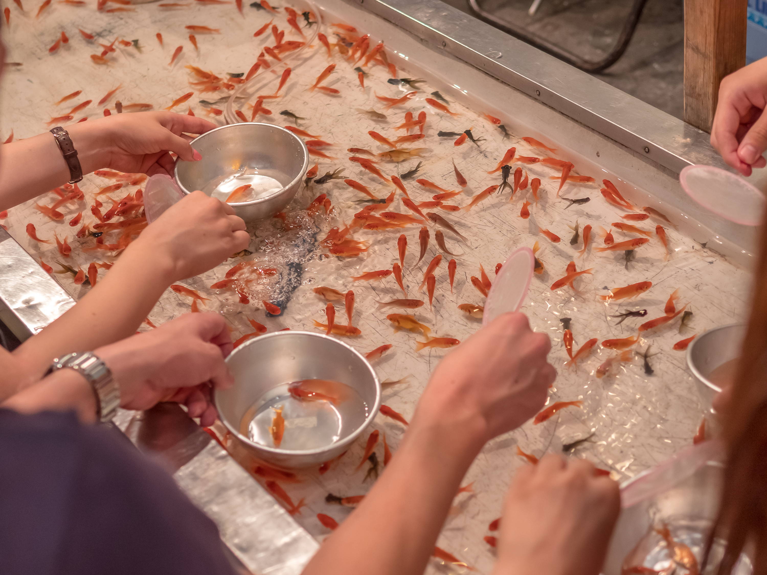Japanese Festival game, Kingyo-sukui, goldfish scooping