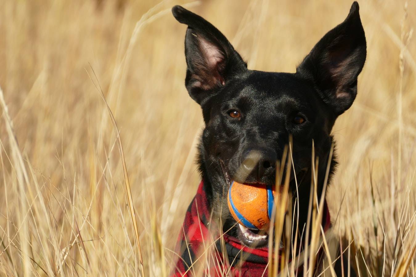 German shepherd labrador mixes are playful and loving 