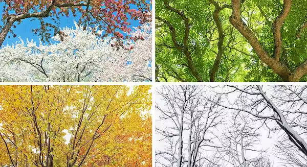 Photo of all seasons - spring, summer, fall, winter