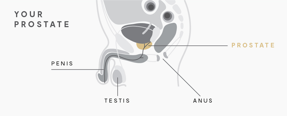 your prostate diagram