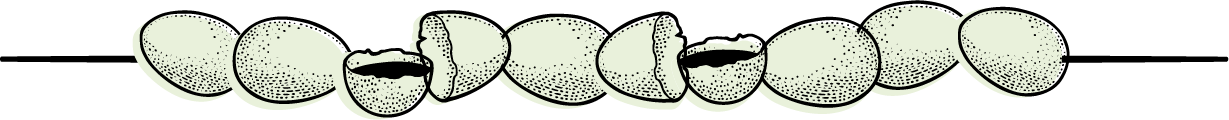 Eggs for Chicken Antibodies