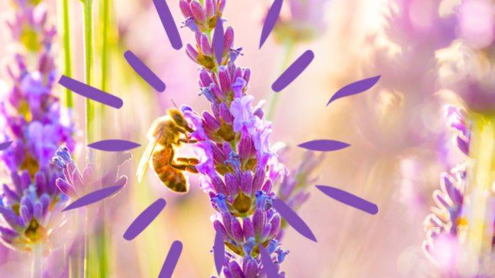Lavender and Bee- Babo Botanicals