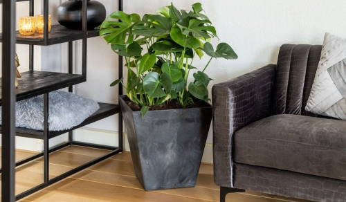 Green plant growing in a black Ella Square Self-Watering planter