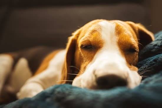 Beagle dog sleeping with eyes closed