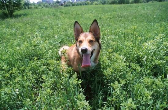 A brown dog standing in at all field of green grass