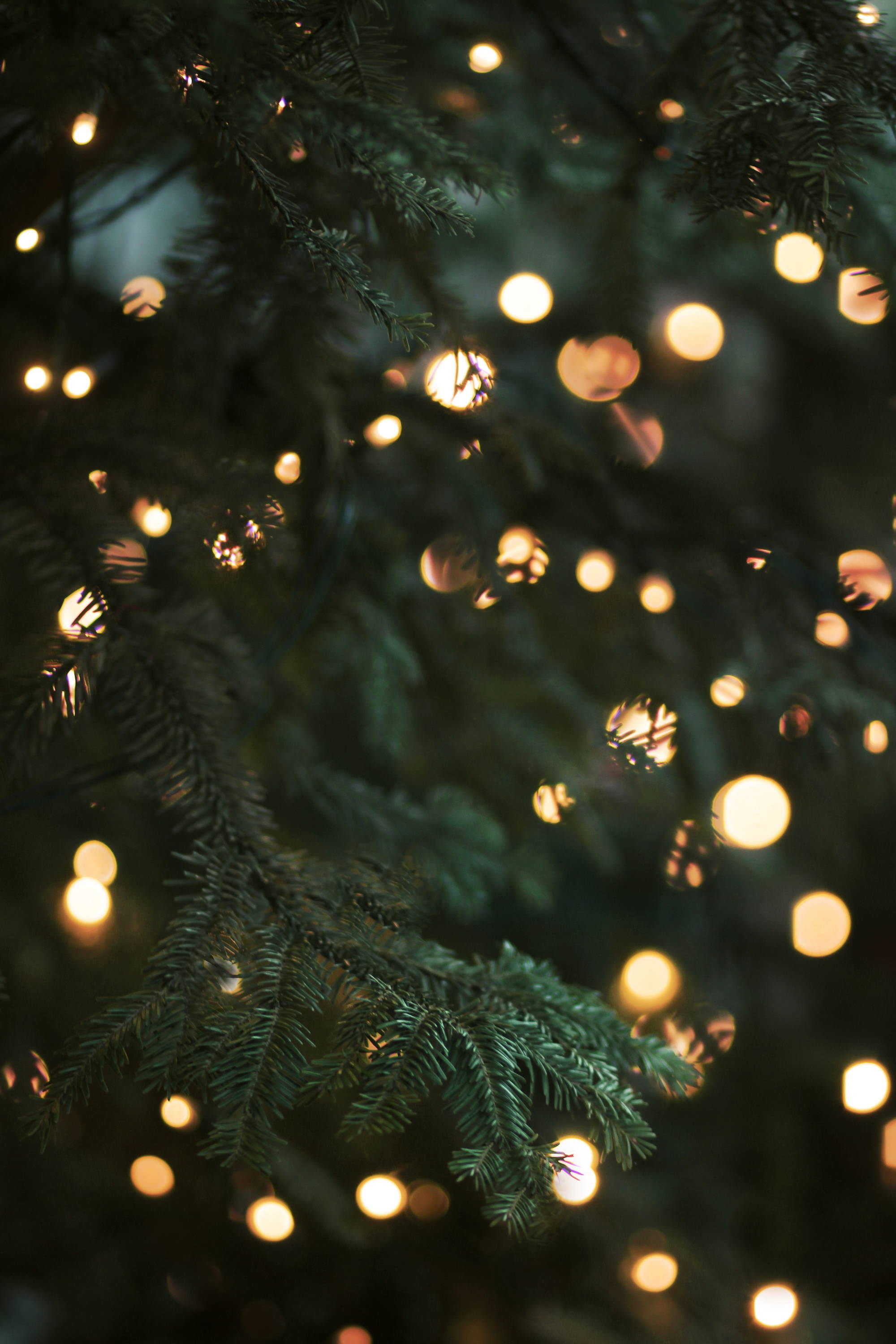 Christmas Tree Scents